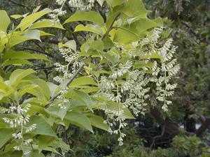 Pterostyrax hispidus