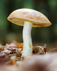 Suillus weaverae