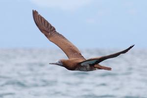 Sula leucogaster