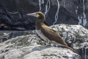 Sula leucogaster
