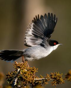 Curruca melanocephala
