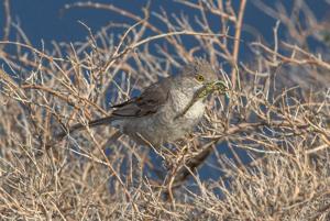 Sylvia nisoria merzbacheri