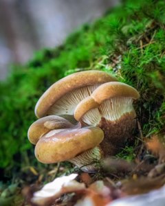 Tapinella atrotomentosa