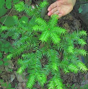 Torreya taxifolia