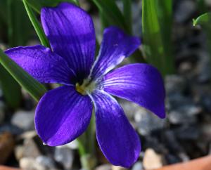 Tecophilaea cyanocrocus