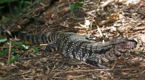 Salvator merianae