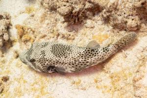 Arothron stellatus