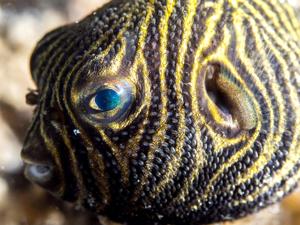 utils/thumbs/Tetraodontidae/Arothron_eDtCcjV8tozSRZrMSwwoFe.jpg