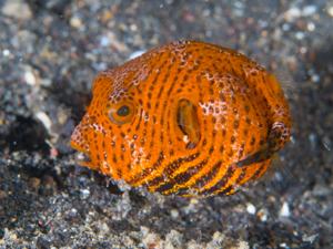 Arothron stellatus