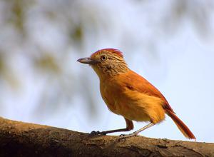 Thamnophilus doliatus