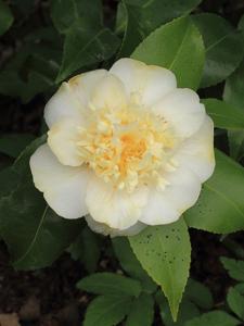 utils/thumbs/Theaceae/Camellia_AfT2AyizB7t54oUSeovZNp.jpg
