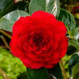 Camellia williamsii
