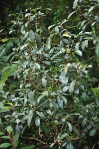 Polyspora dalglieshiana