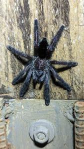 Avicularia purpurea