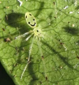 utils/thumbs/Theridiidae/Theridion_meRtYX4HZP2KW5fhNf5Tz4.jpg
