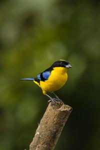 Anisognathus somptuosus