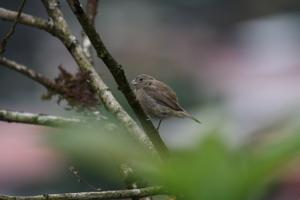 utils/thumbs/Thraupidae/Asemospiza_84V8ztPEcUMYtFTjPViTBi.jpg
