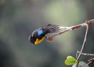 Bangsia melanochlamys