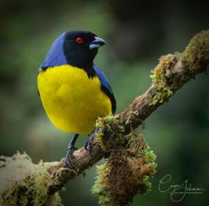 utils/thumbs/Thraupidae/Buthraupis_WMLnZVjNf7D57DUj8fK2GF.jpg