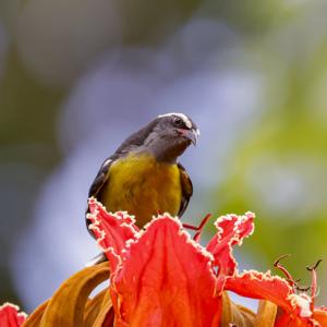 utils/thumbs/Thraupidae/Coereba_oXbR8Rob7UXk27wH5pnenK.jpg