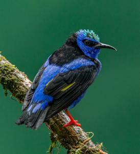 utils/thumbs/Thraupidae/Cyanerpes_LskpZQJsNXejNeCvmGwhjg.jpg