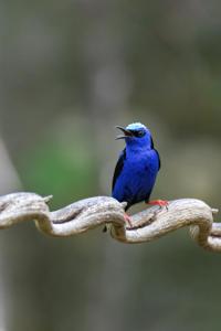 Cyanerpes cyaneus