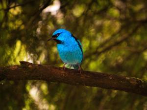 Dacnis cayana