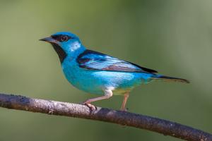 Dacnis cayana