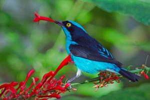 Dacnis lineata