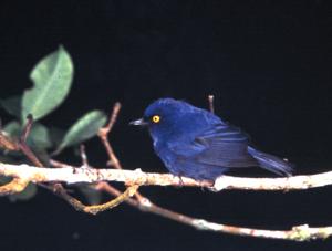 utils/thumbs/Thraupidae/Diglossa_nhK4HkU5ED25sm4NSsoago.jpg
