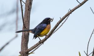 utils/thumbs/Thraupidae/Dubusia_5PAXfN3AnGGecyM4nn5EmV.jpg