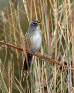 utils/thumbs/Thraupidae/Emberizoides_6dQMcJcjc3LVLHsoviiYjf.jpg