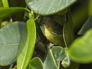 utils/thumbs/Thraupidae/Iridophanes_Xr3HWwf3gaZBpKgjQBcbfP.jpg