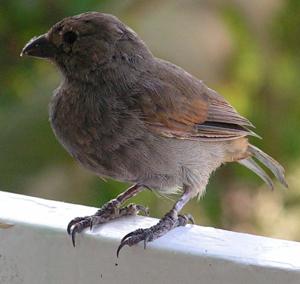 utils/thumbs/Thraupidae/Loxigilla_Bb5yKhpyv3vukZbezexp8W.jpg