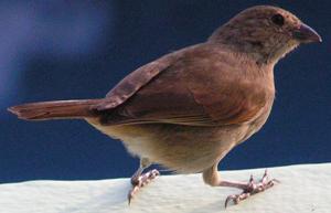 Loxigilla barbadensis