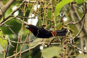 utils/thumbs/Thraupidae/Melopyrrha_VHbdkRuR8Wwk6ZF88m9VvA.jpg