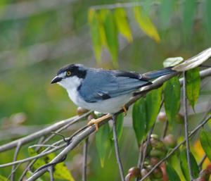 utils/thumbs/Thraupidae/Nemosia_9GhQUj9cMakceajWDqADgm.jpg