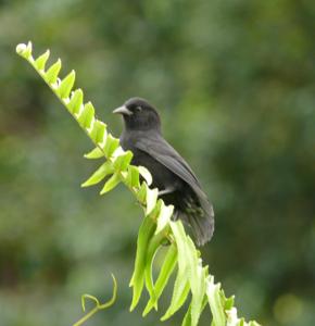 utils/thumbs/Thraupidae/Pinaroloxias_9NpAwTaKN8z2wEwAsZGmzC.jpg