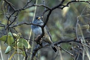 utils/thumbs/Thraupidae/Porphyrospiza_5EgNhr7Bqv3wwtvfyvnMGL.jpg