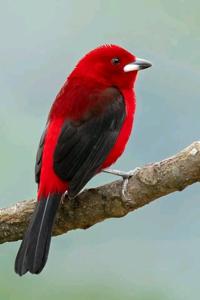 Ramphocelus bresilius