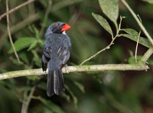utils/thumbs/Thraupidae/Saltator_aMpKmzSgQ3MUXZaDarQAY5.jpg