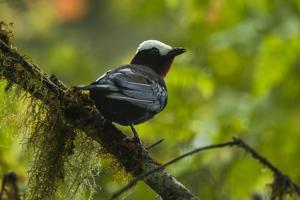 utils/thumbs/Thraupidae/Sericossypha_7DsTinAR2qEbnRqeMgqmGi.jpg