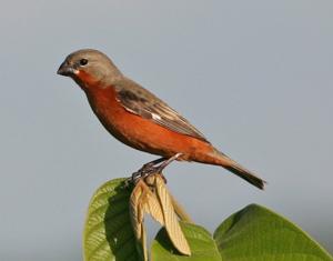 Sporophila minuta