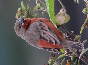 utils/thumbs/Thraupidae/Sporophila_bbsSPrUiBkGs7PeePmNcG7.jpg