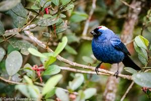 utils/thumbs/Thraupidae/Stephanophorus_AwbXqraABBEF3Wp8iDfu3x.jpg