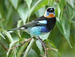 utils/thumbs/Thraupidae/Stilpnia_dh8tY5E4crQVwpDjXyPe7s.jpg