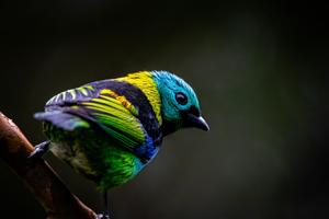 Tangara seledon