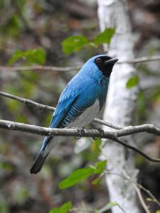 utils/thumbs/Thraupidae/Tersina_Dati4VzsozmhDwh9AhVXDK.jpg