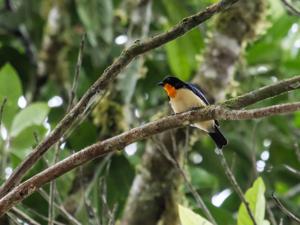 utils/thumbs/Thraupidae/Wetmorethraupis_Vs993qJqDP7XbydJTQk2Fa.jpg