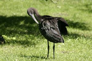 Eudocimus ruber 